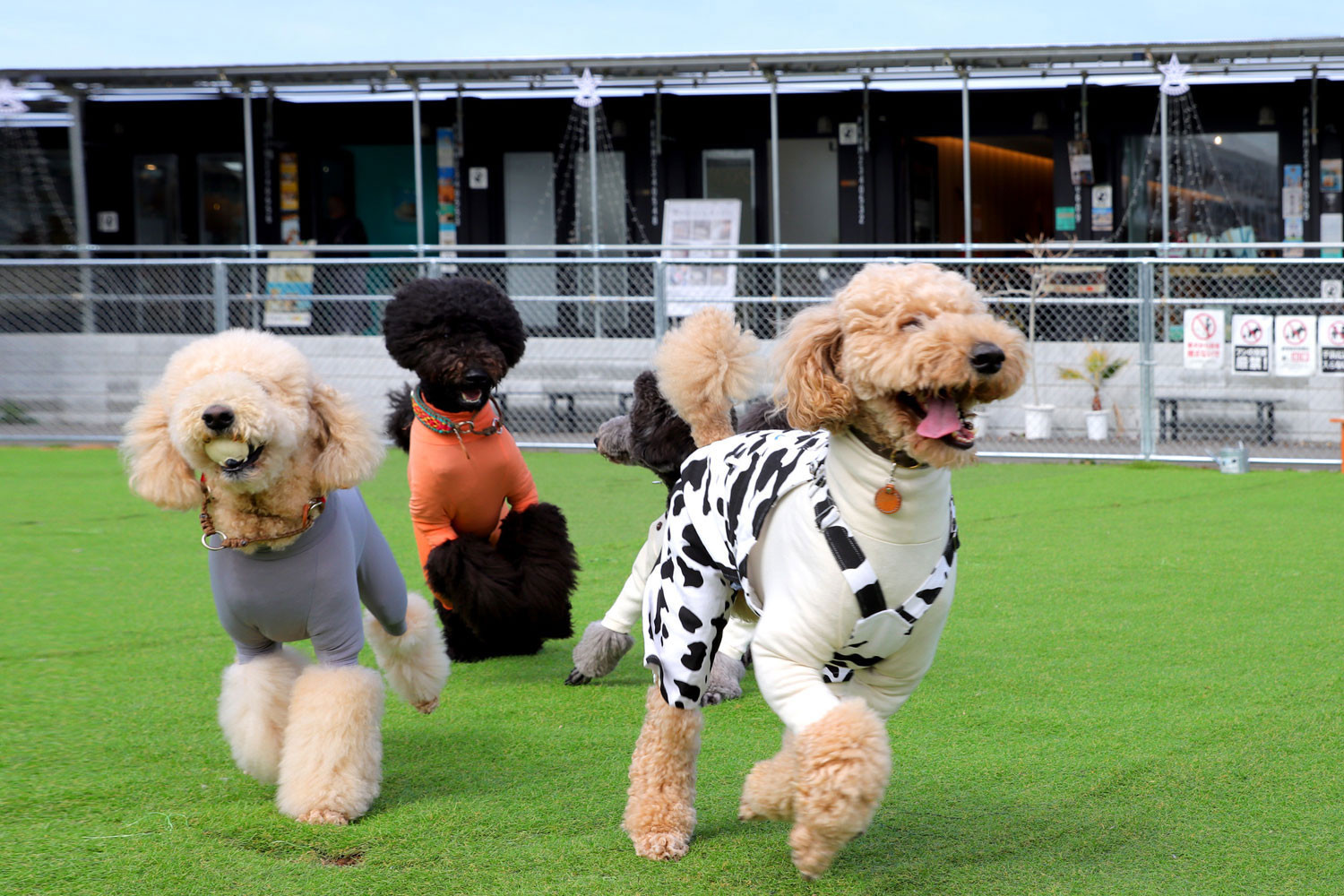 whatawon ドッグラン写真