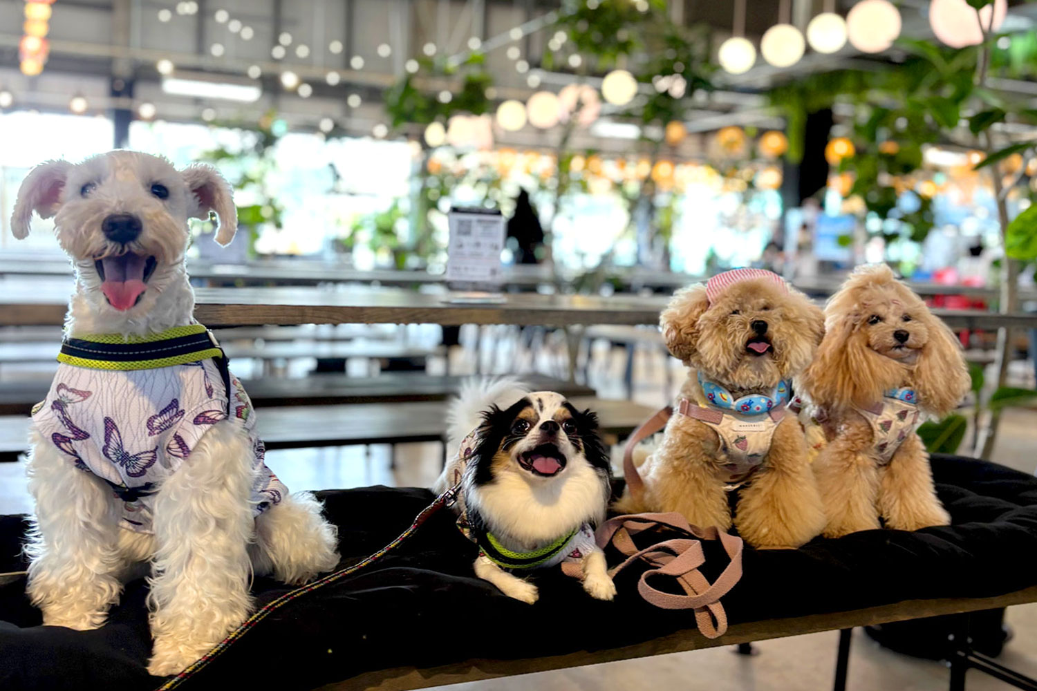 whatawon グルマンズ内ワンちゃん写真