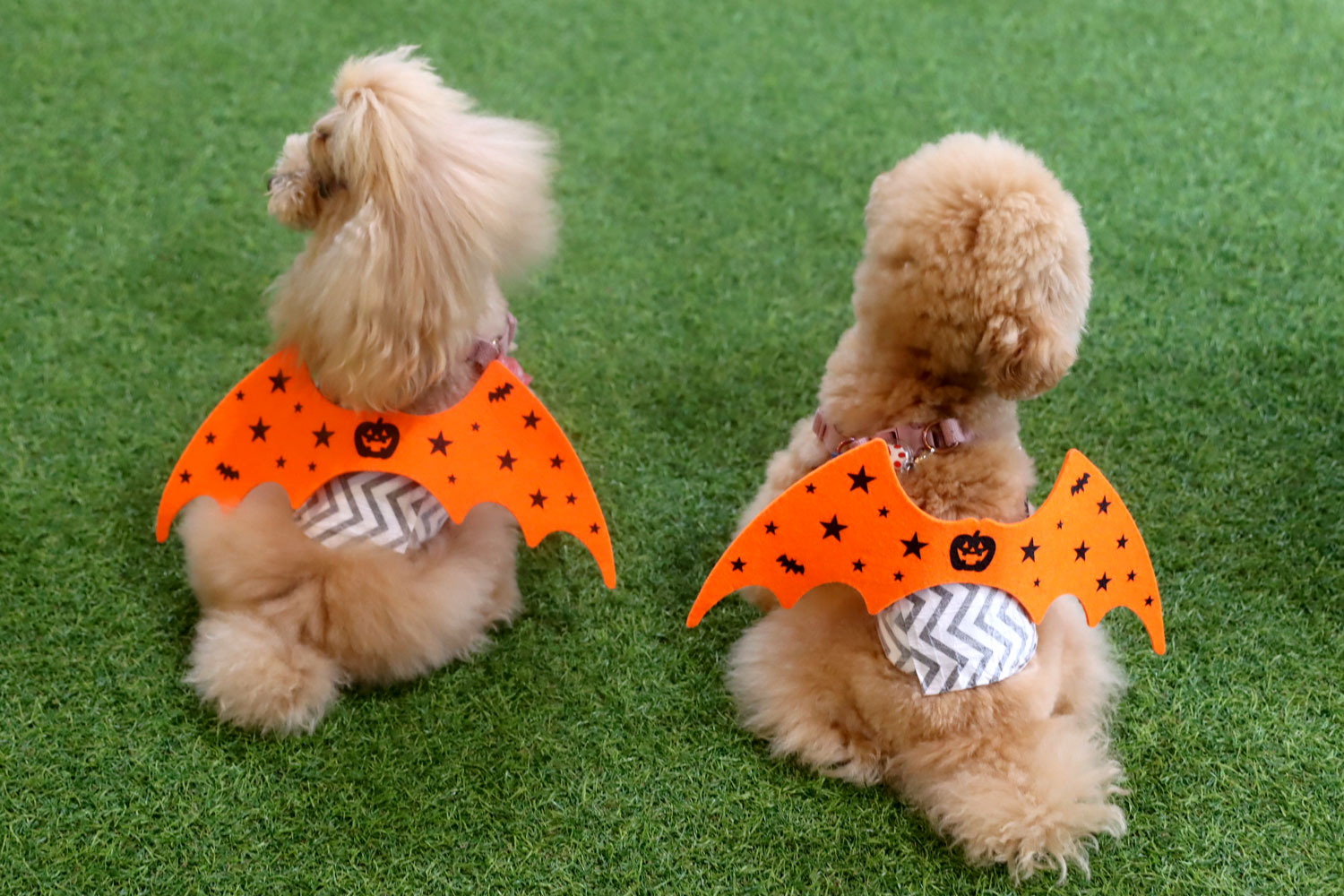 whatawon ワンちゃんハロウィンコスプレ写真