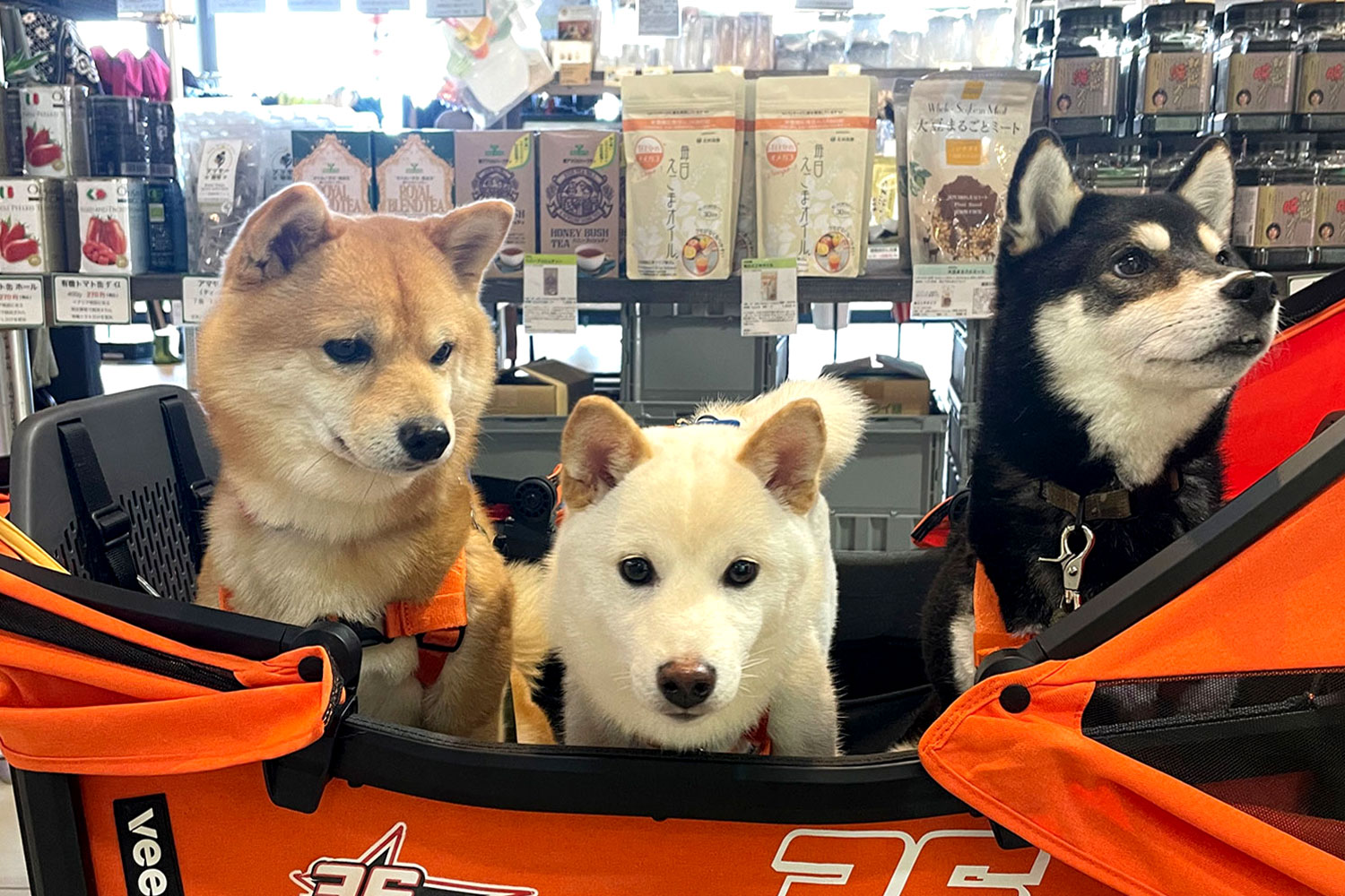 whatawon ショッピングwidthワンちゃん写真