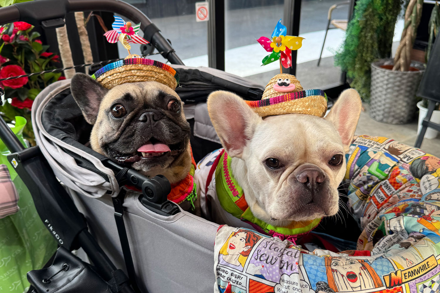 whatawon ショッピングwidthワンちゃん写真