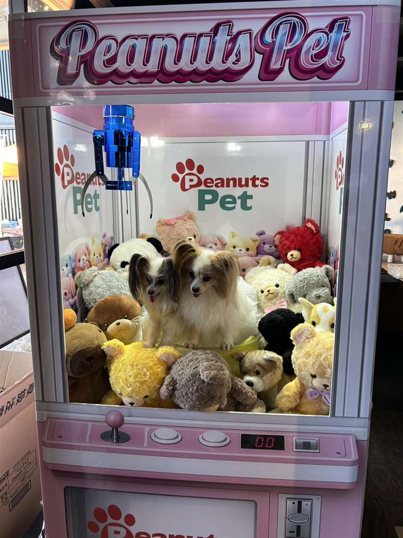 ぬいぐるみに囲まれたクレーンゲーム風フォトスポットのパピヨン