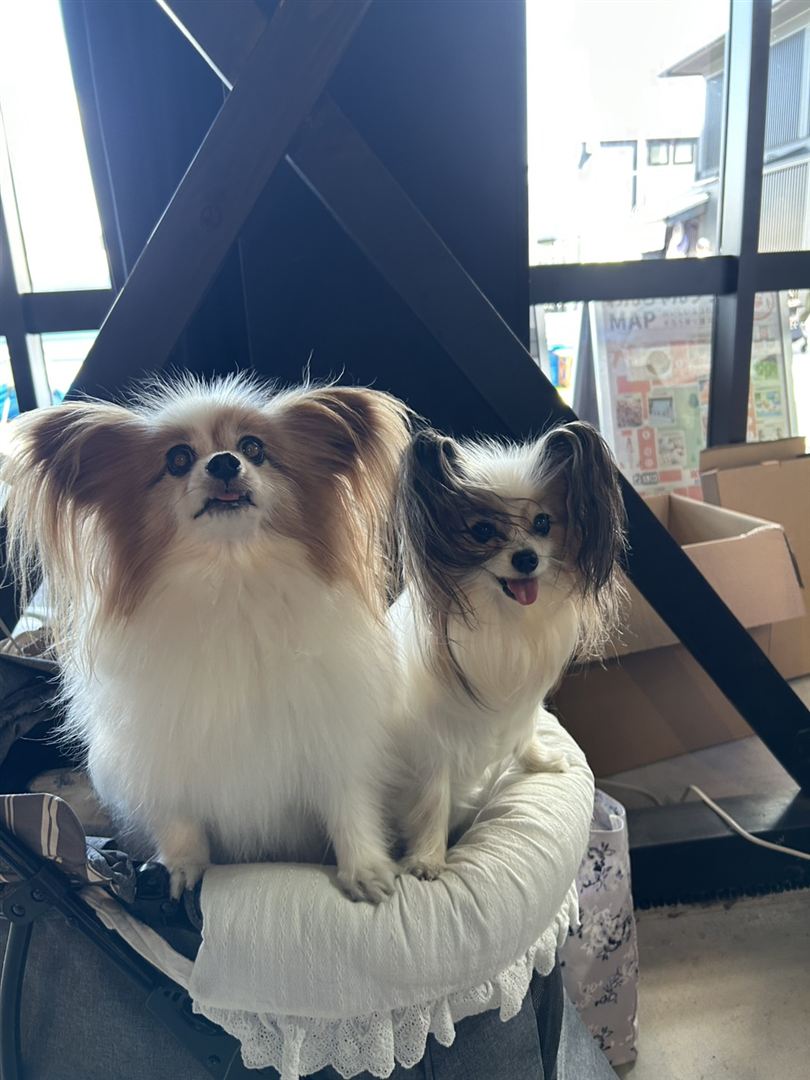 寄り添う2頭のパピヨン