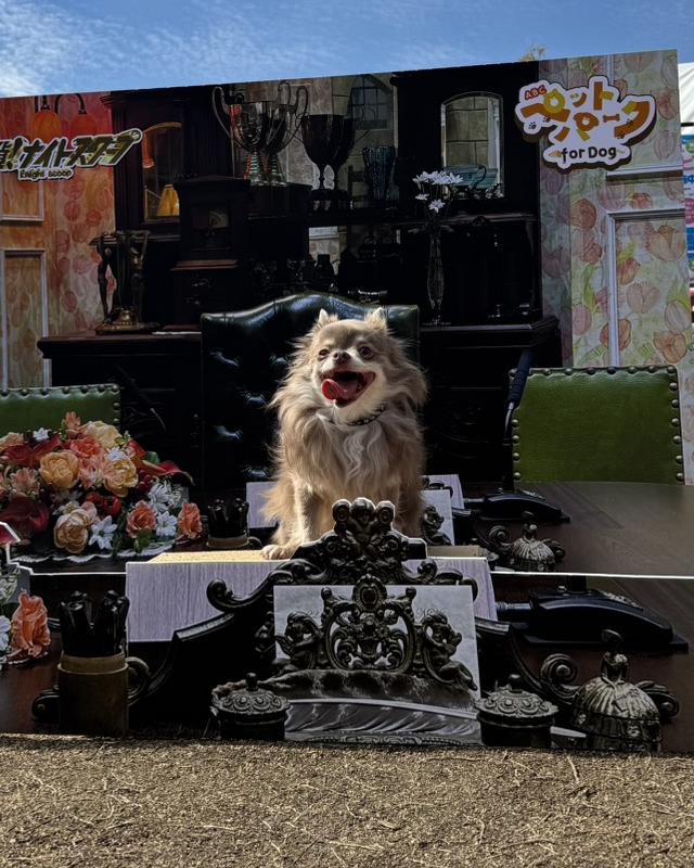 フォトスポットで椅子に座るチワワ